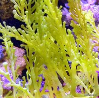 Chaeto, Caulerpa and many more macro algae for the marine Aquarium