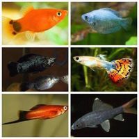 MIXED TROPICAL FISH BUNDLE TO SELL X 15 FISH ONLY £28.00