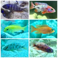 African Cichlids | £6.00 | x5 for £25.00 | 1 -3 inch | Peacocks | Haps | Taiwan Reef | Yellow Labs