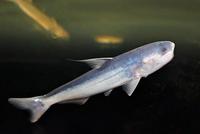 Rare blue whale catfish for sale in Leeds