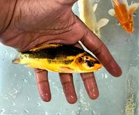 Mixed Koi Carp | 5-6 inches | £14.95 each of 2 for £25.00