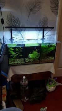 betta trio fish tank
