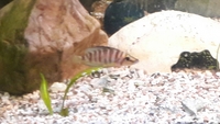 ALL SOLD---PICK & MIX--- £5 each or 10 for £40---NEW PICTURES---2 Altolamprologus/1 N.brichardi/2 Placidochromis electra,Alunocara(1m/4f)-WILL SWAP FOR SOUTH AMERICANS---Leeds--MUST GO ASAP