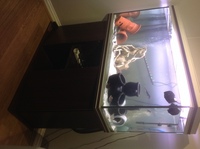 300L Tropical fish tank & Mahogany Stand