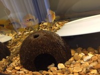 Fish Tank Full Breeding set up