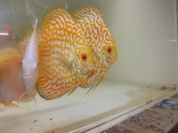 The Largest Selection of Discus in the UK , delivery to most of UK.