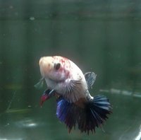 Siamese Betta Crowntail Fighter fish. Male and female. Can swap for 8 Corydoras.