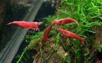 Good selection of Freshwater Shrimp available @ The Aquatic Store Bristol