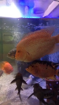 Male Super red Texas 11"/12" stunning fish looking to swap or £280