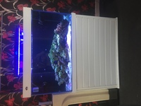 Marine fish, Live rock, in Complete full set up marine tank £650