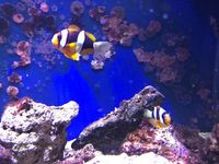 Male/Female Pearl Eye Clarkii Clownfish, Captive-Bred Marine Reef Fish (Amphiprion clarkii)
