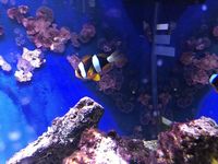 Male/Female Pearl Eye Clarkii Clownfish, Captive-Bred Marine Reef Fish (Amphiprion clarkii)