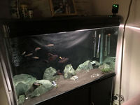 4 ft Fish Tank