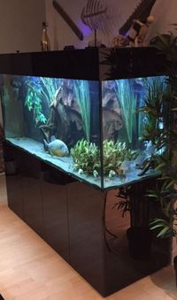 Piano Gloss Black - HUGE ND Aquatics Aquarium. Custom Made - 66 inches x 30 inches x 23 inches
