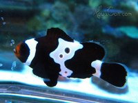 Wanted clownfish pair.essex Hertfordshire or london