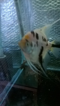 ><((((º> Four Grade A Manacapuru Marble Angel Fish. 6 month old fish for only £1.60 each ><((((º> Leyland
