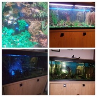 Fluval 240L Tank with Cabinet .... Reluctant Sale