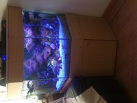 for sale up and running marine tank £500