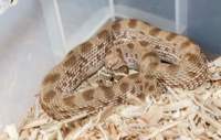 Male Anaconda morph Western Hognose CB13