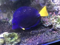 Purple tang - large approx 6 inches - £80