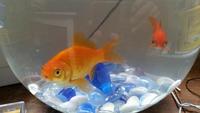 Two goldfish looking for new and caring home