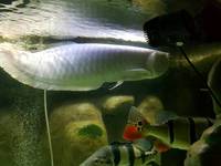 Various large Predator Fish; Dorado, Bass, Arowana,