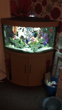 Jewel 190 corner fish tank complete set up