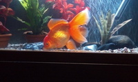 Fancy Goldfish for sale