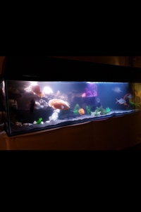 Large Tank for sale
