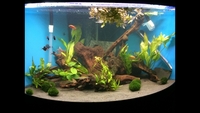 Juwel Trigon 350 aquarium fish tank