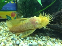 £20 Albino bristlenose Pleco sucker fish algae eater