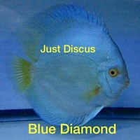 Discus fish for sale from ONLY £30 and over 5,000 top quality Discus to choose from and the biggest selection in the U.K. Cheapest prices guaranteed.