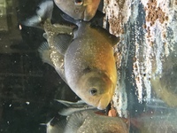 WILD PIRANHA FOR SALE NEW STOCK IN FROM PERU