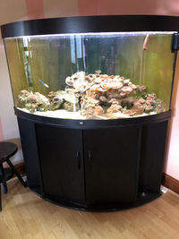 Juwel Trigon 350 Tropical Fish Tank