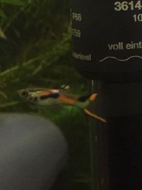 Poecilia Wingei - ENDLER GUPPY - Juveniles - Livebearer - Fish