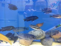 malawi mbuna adults now in stock at j2o cichlids