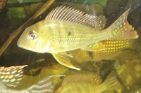 ALL SOLD---Geophagus abalios and Severum cichlids for sale---NOW £30 for all 3---Leeds(see attached video clips)