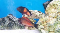 Only 16 - 20 Topheus Moliro babies left. Adult fish sold.