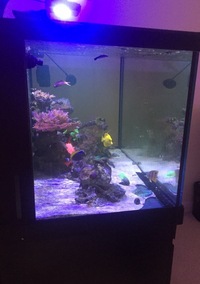 MARINE FISH IN COMPLETE SET UP - RED SEA 550