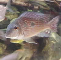 NOW SOLD--1.5 years old breeding pair Geophagus pindare(4-6inch) x 2---ono £45for both or make me an offer--Leeds