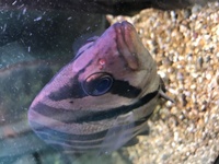indonesian datnoid ( siamese tiger fish ) STILL AVAILABLE 