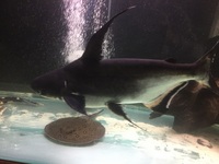 Pangasius shark 22 inches only £60