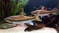 OFFERS - Extremely Rare Tor Barbs Mahseer Neolissochilus