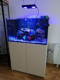 Red Sea Reefer 250 with extras and life stock