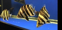 Sumatra Grade A Tiger Fish Datnoids