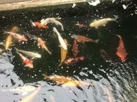 KOI & Goldfish rescue service in and around the Midlands