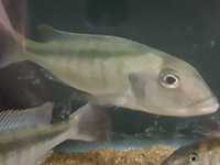 Buccochromis Lepturus Green 18cm