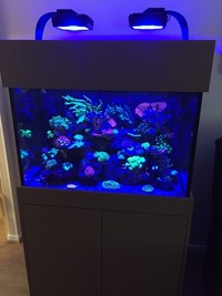 Amazing 300ltr Reef Tank For Sale