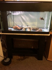 Steal of a Deal absolute bargain Tropical Fish aquarium 225 ltr tank and bespoke stand for sale with fish