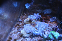 Pulsing Xenia frags £5